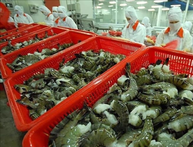 Vietnam’s Shrimp Exports in August 2025: Sustaining Growth Momentum, Preparing for New Challenges