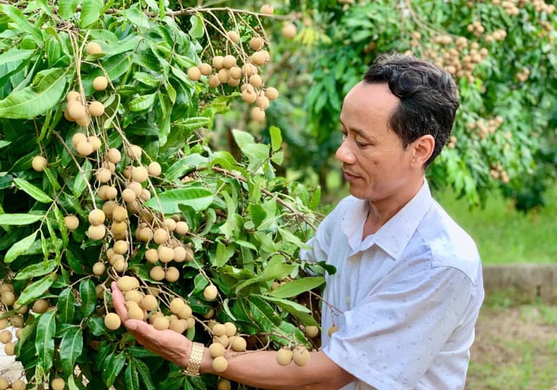 Hung Yen expands high-income fruit cultivation areas
