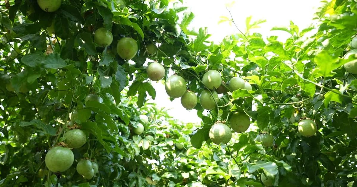 Greening agriculture together: biotechnology brings a dream to life