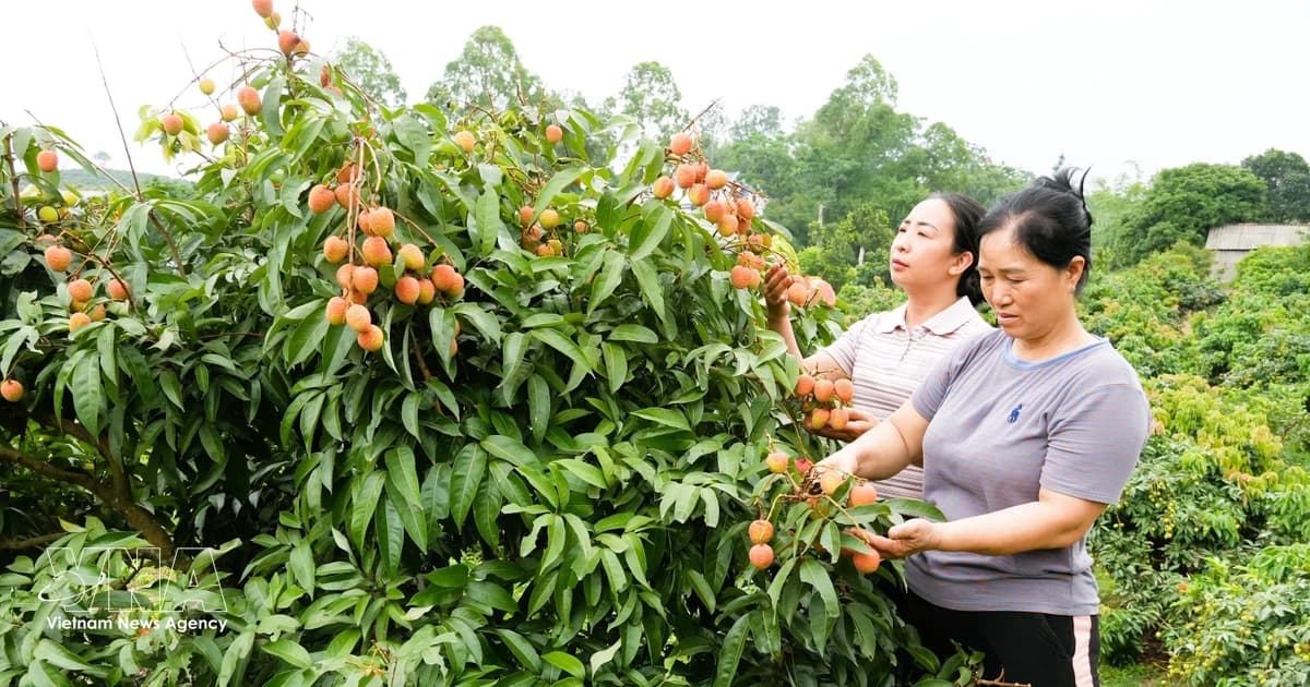 Sweet start: Bac Ninh ships over 1,000 tonnes of early lychees overseas