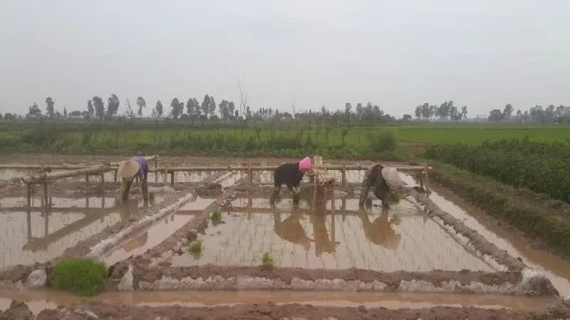 Agriculture, forestry and fisheries remain stable in first four months of 2026