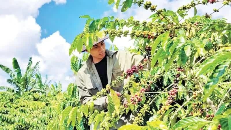Cooperatives in agricultural export chains