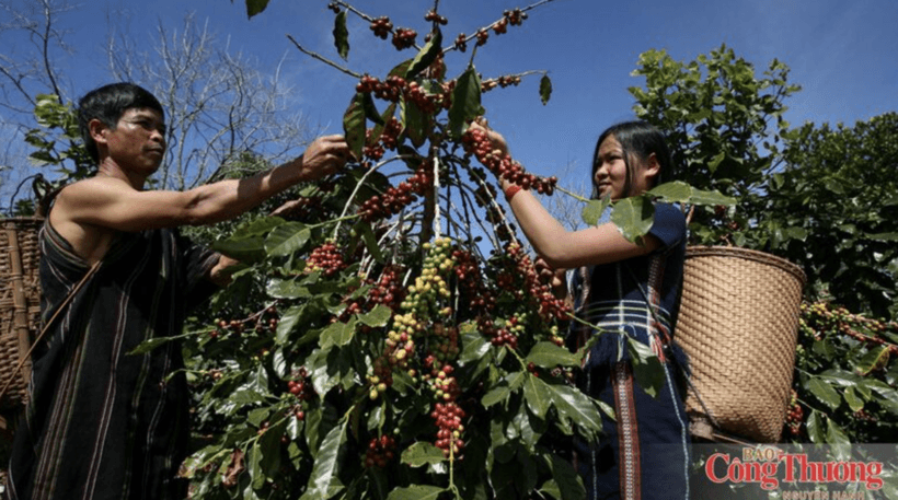 Regenerative agriculture paves way for coffee to meet EUDR and cut emissions