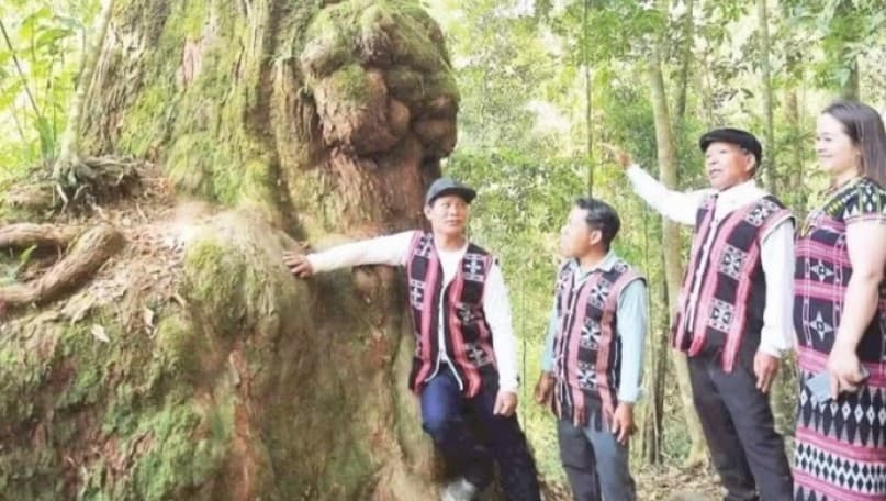 Economic development under the forest canopy