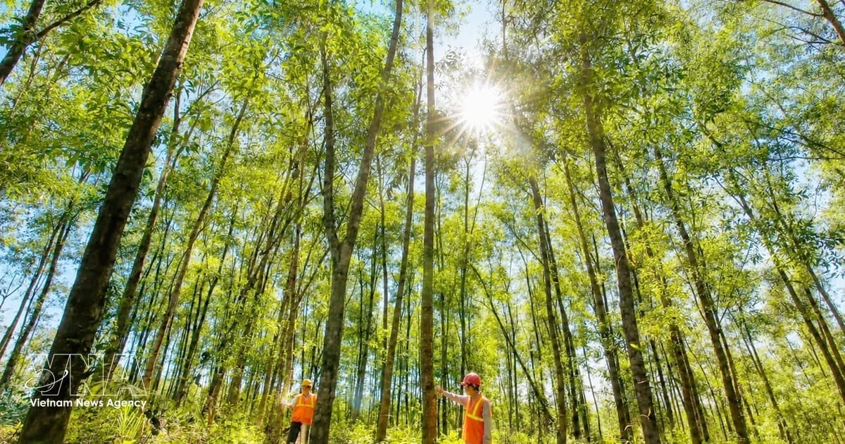 Vietnam’s wood industry seeks higher value
