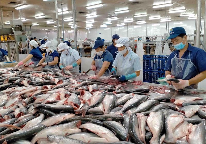 Vietnam's pangasius exports are expected to increase significantly in 2024