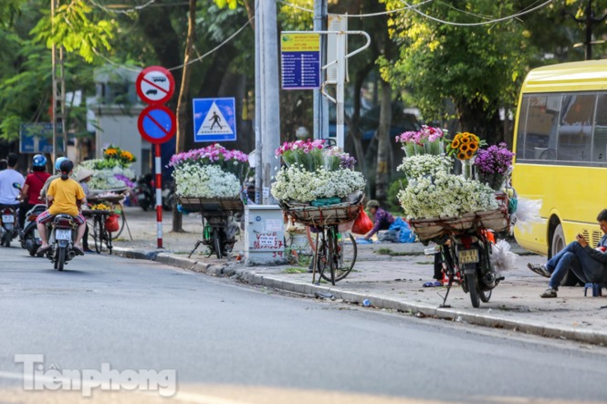 Ox- eye daisies create marvelous scenery on Hanoi streets