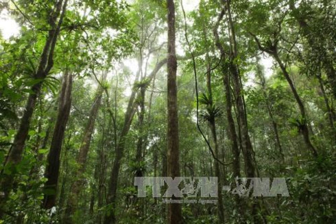 Central Highlands works toward sustainable forest development - VCCI ...